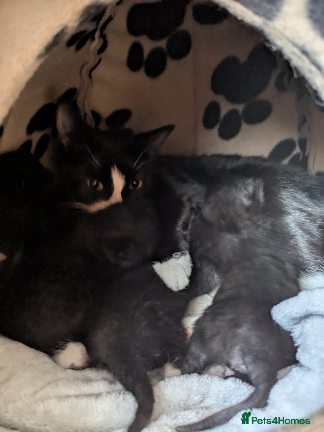 Mixed Breed cats for sale: Kittens  - Image 8