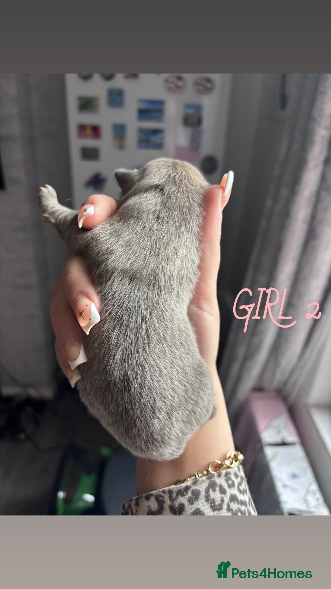 Mixed Breed dogs for sale: Chowpom puppies - Advert 16