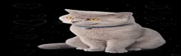 British Shorthair cats for sale: British Shorthair Male – 9 Months Old 🐾  in Newport - Advert 1