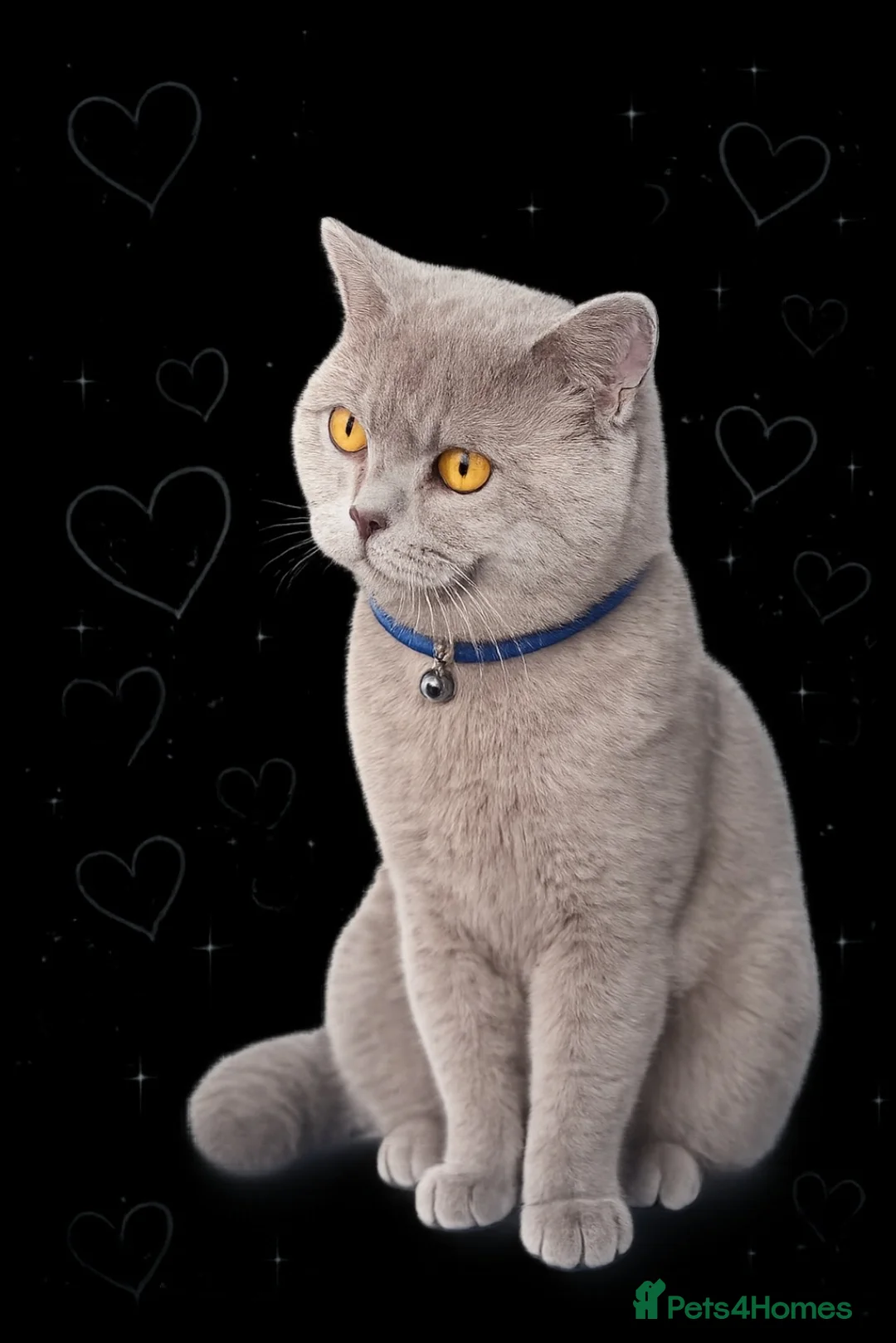 British Shorthair cats for sale: British Shorthair Male – 9 Months Old 🐾  in Newport - Advert 1