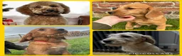 Labradoodle dogs for sale: Red F1 Labradoodle Puppies KC Parents - Advert 2