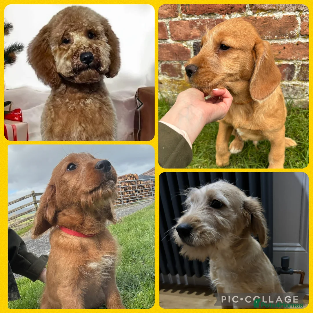 Labradoodle dogs for sale: Red F1 Labradoodle Puppies KC Parents - Advert 2