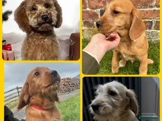 Labradoodle dogs Stunning F1 Labradoodle Puppies KC Parents - Advert 18