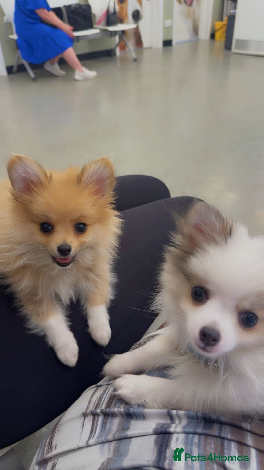 Pomchi dogs for sale: I have to sell my little man - Image 4