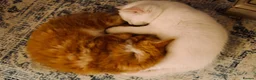 Turkish Angora cats for sale: Maine coon x Turkish angora kittens - Advert 5