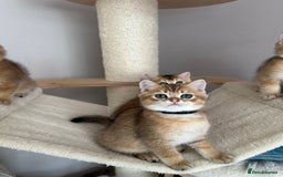 British Shorthair cats for sale: BSH Golden kittens  - Image 10