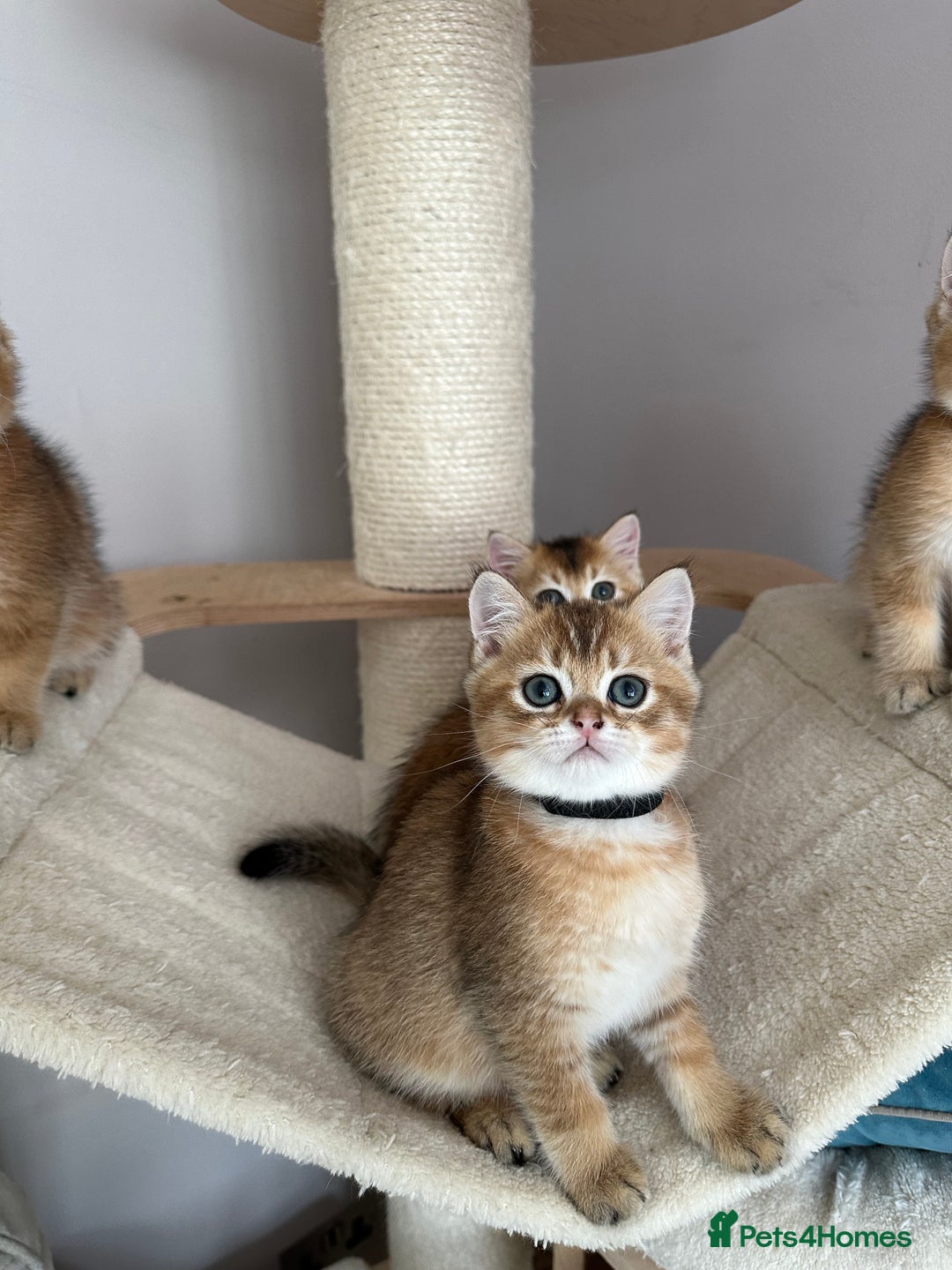 British Shorthair cats for sale: BSH Golden kittens  - Image 10