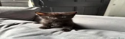 Mixed Breed cats for sale: 🐾✨BEAUTIFUL KITTENS - Advert 5