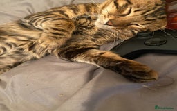 Bengal cats for sale: Garf unneutered male  - Image 8