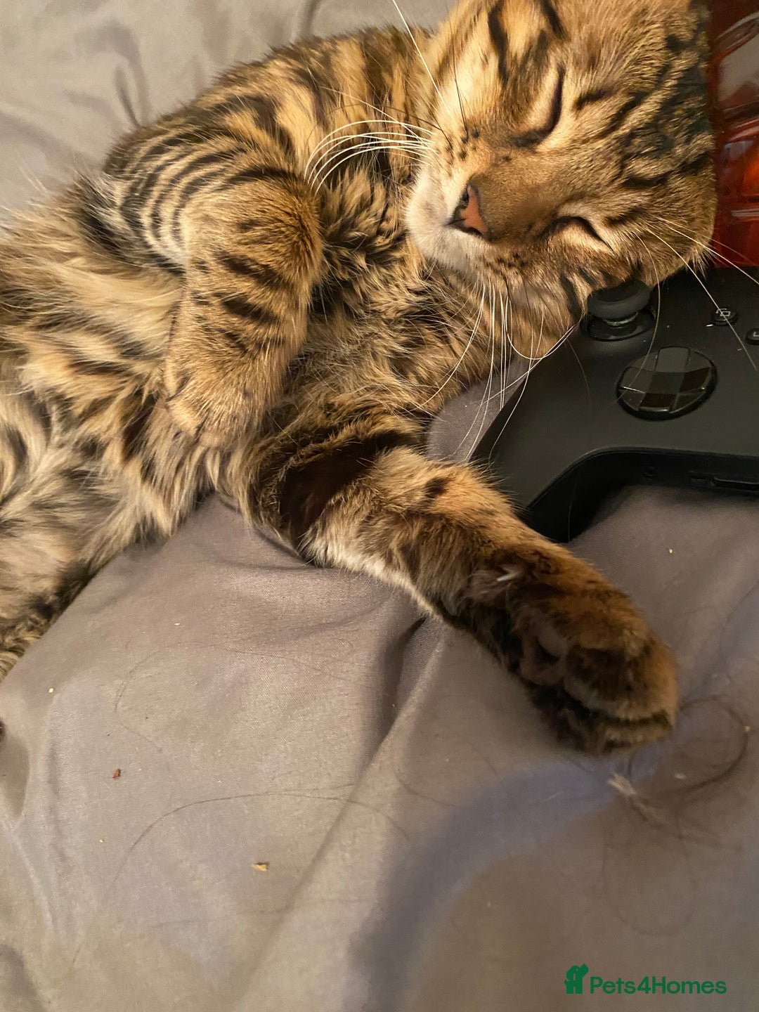 Bengal cats for sale: Garf unneutered male  - Image 8