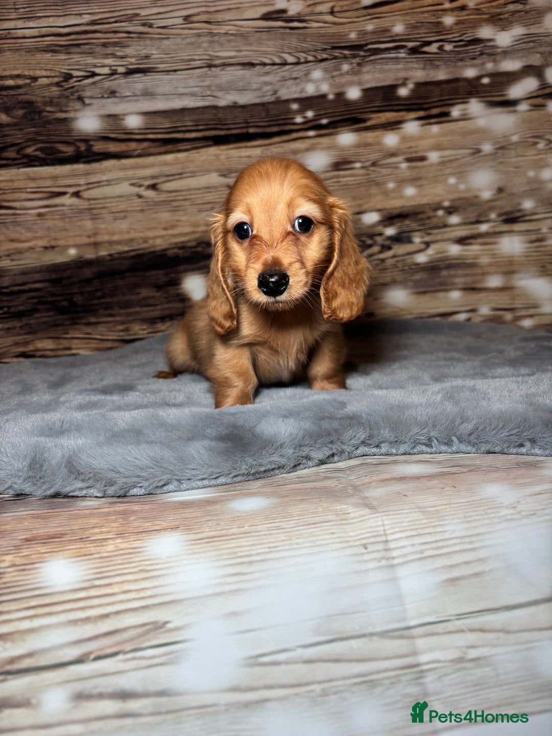 Miniature Dachshund dogs for sale: miniature long coat dachshunds - Advert 15