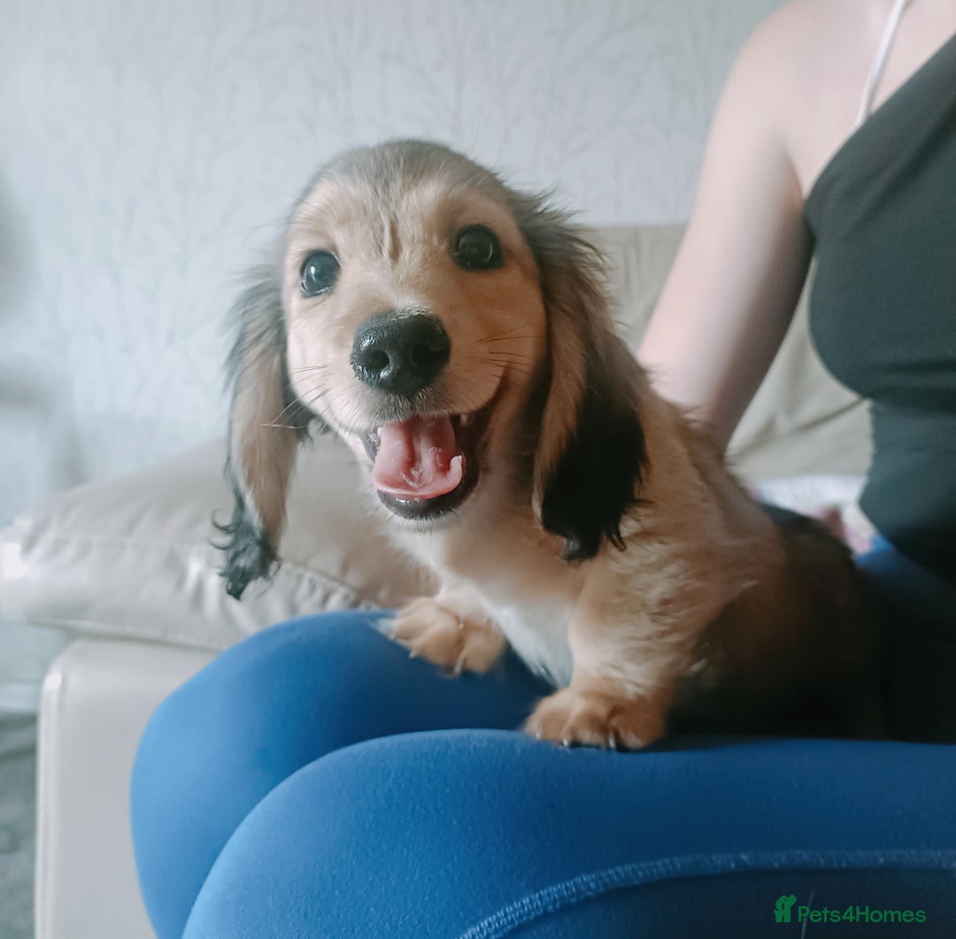 Miniature Dachshund dogs for sale: Long haired Shaded cream, 5 ⭐ licenced breeder - Image 5