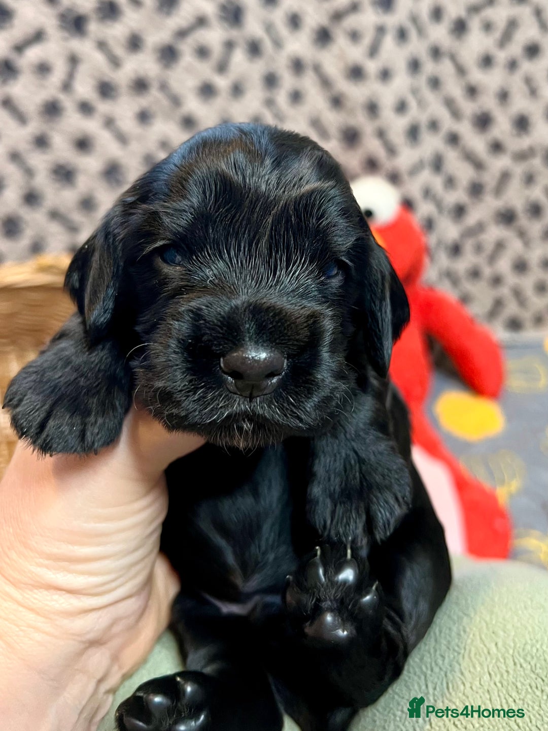 Cocker Spaniel dogs for sale: Show-Quality Cocker Spaniel Puppies  - Advert 8