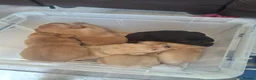 Labrador Retriever dogs for sale: Labrador Pups KC Reg.  - Advert 33
