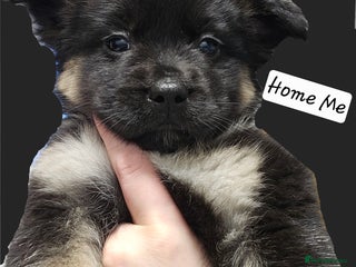 Mixed Breed dogs FRENSKY - French bulldog - Advert 1