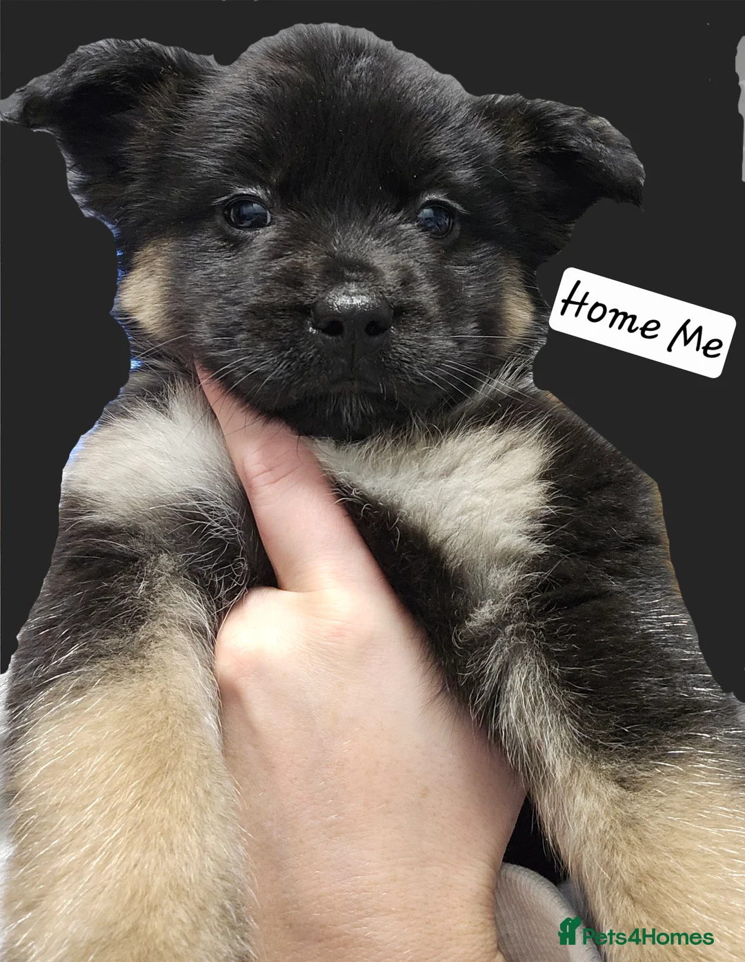 Mixed Breed dogs for sale: FRENSKY - French bulldog X Siberian Husky - Advert 1