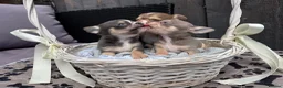 Chihuahua dogs for sale: 🐶Tiny exquisite RARE blue, Lilac & Chocolate Tri  - Advert 32