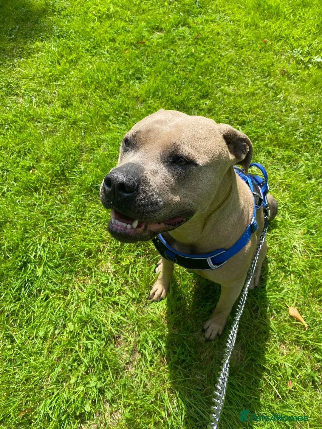 Mixed Breed dogs for sale: Luna 4 year Staffy cross  - Advert 1