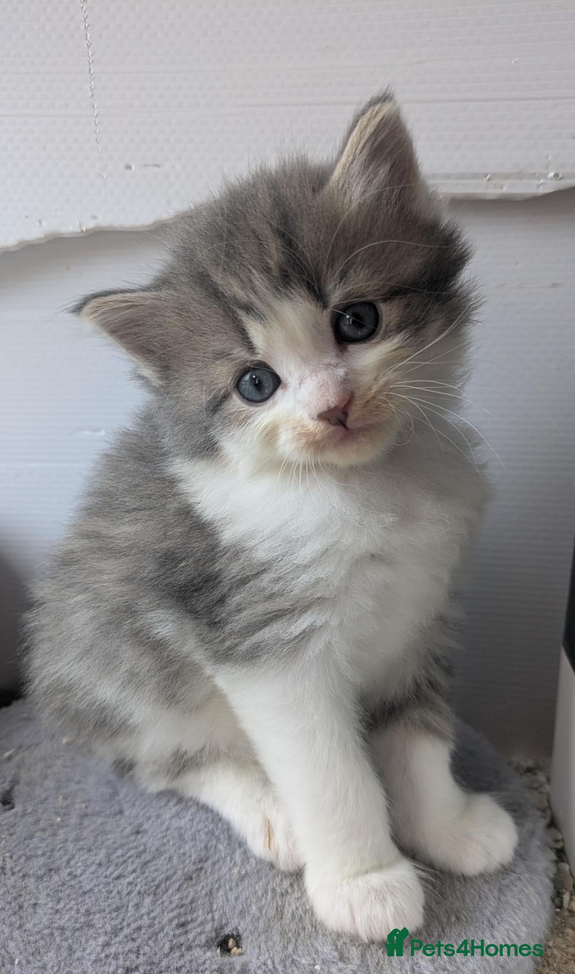 Maine Coon cats Stunning Maine coon kitten's - Advert 17