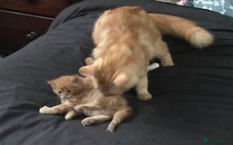 Maine Coon cats for sale: 2 Beautiful Ginger Maine Coon Cross Kittens - Image 8
