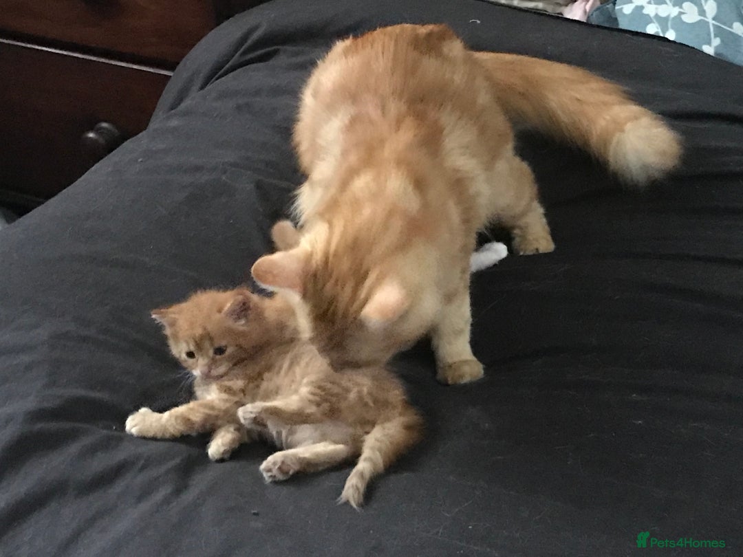 Maine Coon cats for sale: 2 Beautiful Ginger Maine Coon Cross Kittens - Image 8