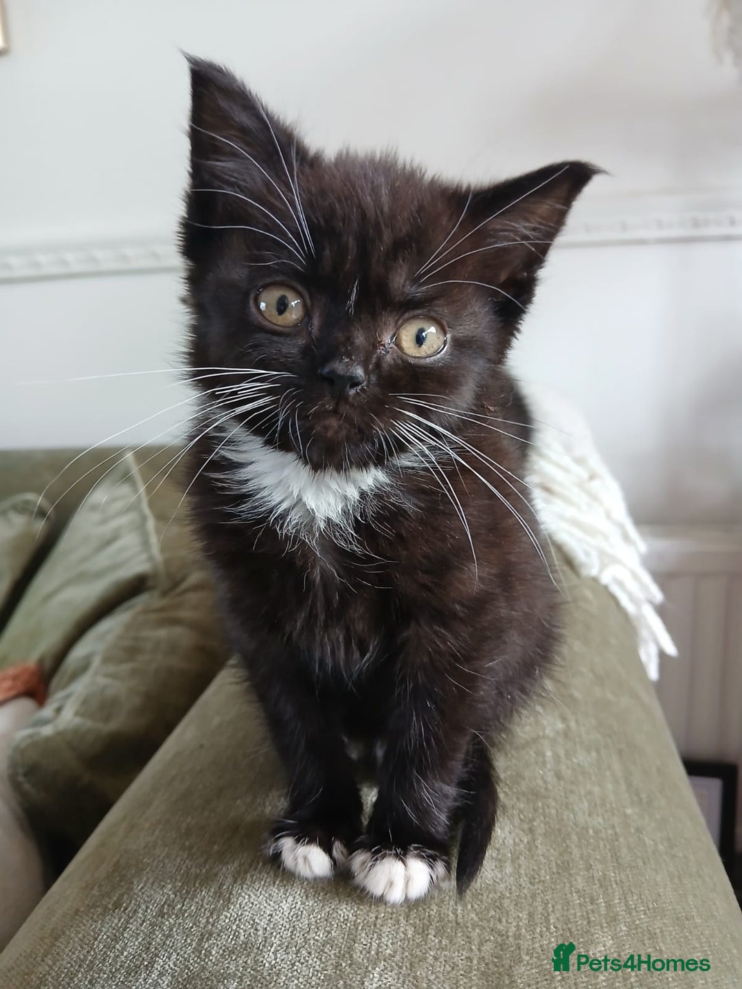 British Shorthair cats for sale: BSH Kittens Microchipped very friendly - Advert 1