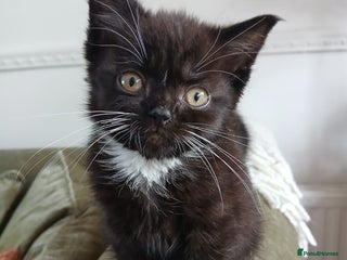 British Shorthair cats BSH Kittens Microchipped very friendly - Advert 1