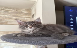 Maine Coon cats for sale: XL Russian Cubs 🇷🇺❤️ - Image 7