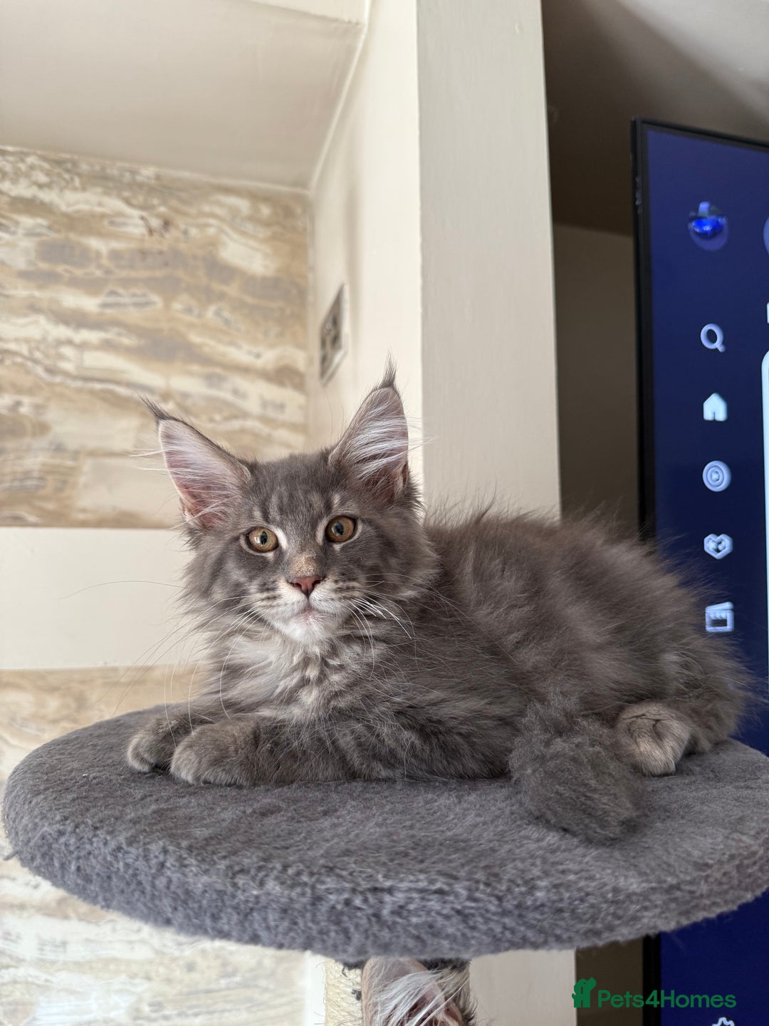 Maine Coon cats for sale: XL Russian Cubs 🇷🇺❤️ - Image 7