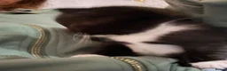 Domestic Shorthair cats for sale: Teeny tiny domestic short haired female kitten  - Advert 5