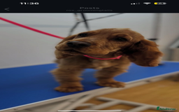 Cocker Spaniel dogs for sale: Male show cockerspaniel  - Advert 2