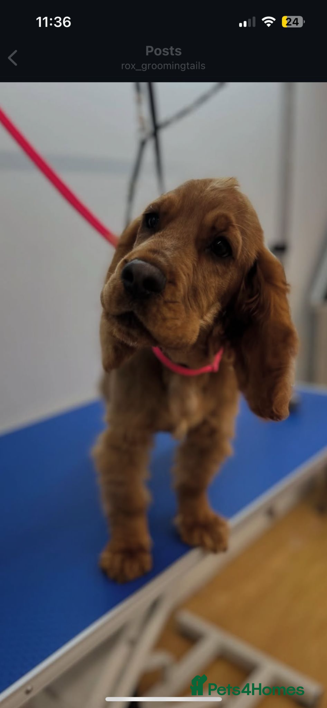 Cocker Spaniel dogs for sale: Male show cockerspaniel  - Advert 2