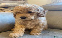 Toy Poodle dogs for sale: Stunning toy poodles  - Advert 20