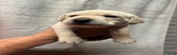 Labrador Retriever dogs for sale: KC Registered Labrador puppies - Advert 6