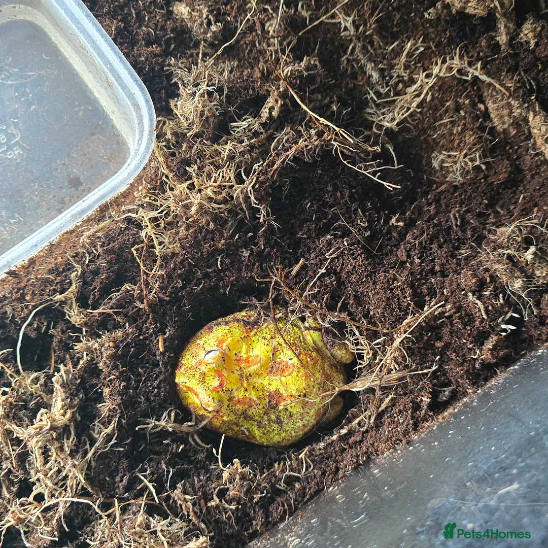 Frog reptiles for sale: Pac man frog - Advert 1