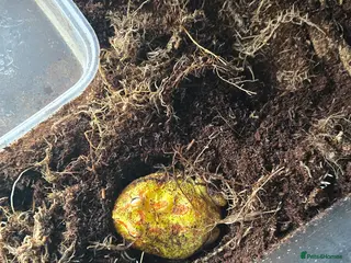 Frog reptiles Pac man frog - Advert 1