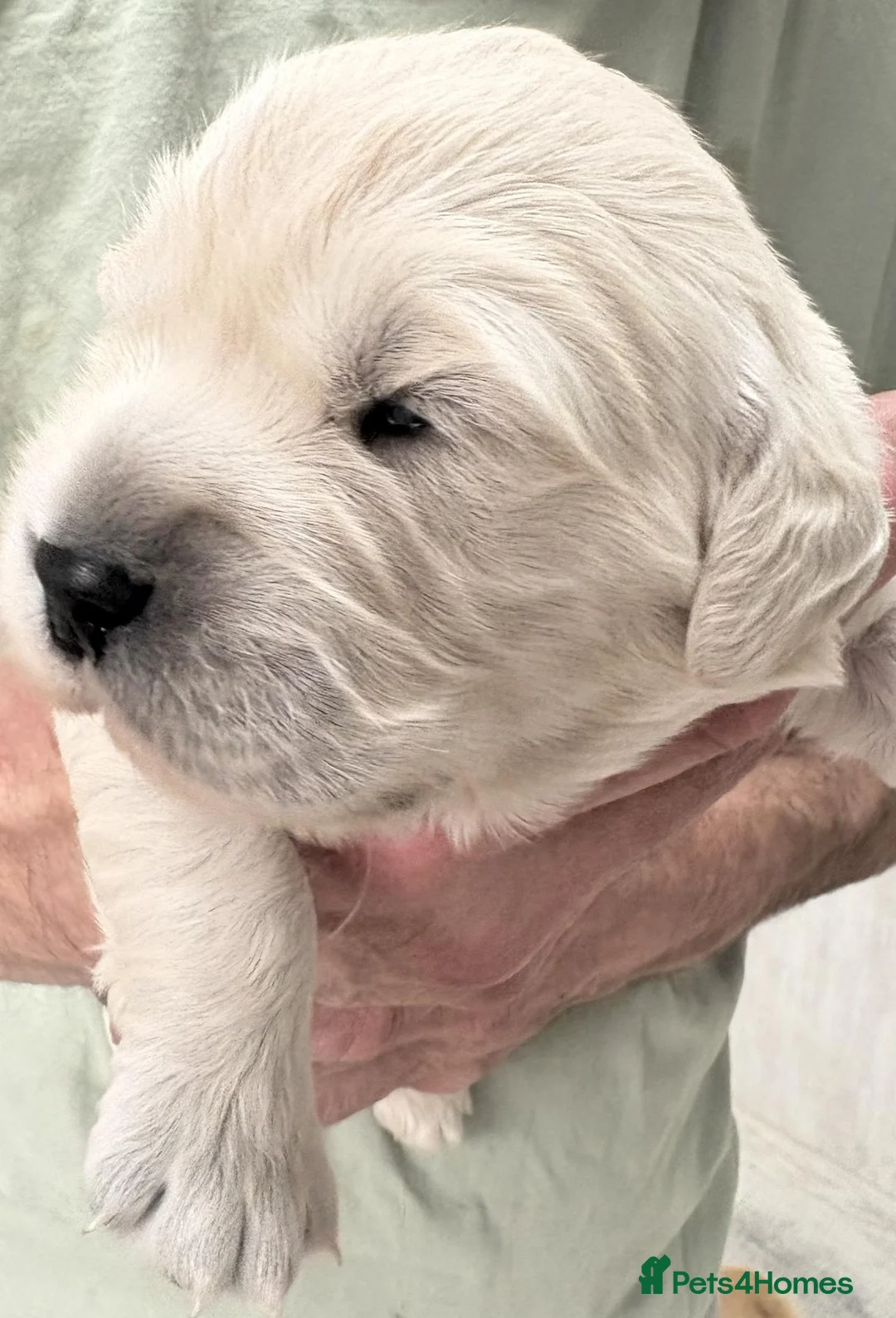 Golden Retriever dogs for sale: 1 little boy available  - Advert 2