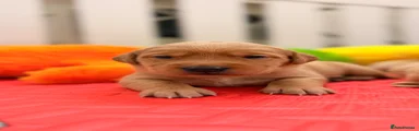 Goldador Puppy 8