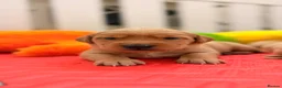 Goldador dogs for sale: Beautiful Goldador Puppies - Advert 5