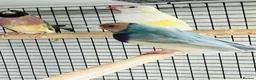 Finches birds for sale: Blue Female Gouldian Finch for sale  - Advert 2