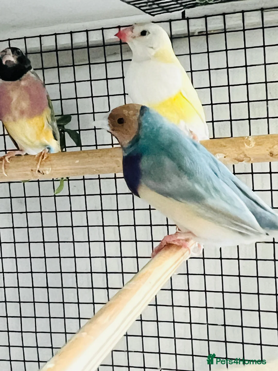 Finches birds for sale: Blue Female Gouldian Finch for sale  - Advert 2