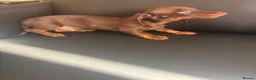 Miniature Dachshund dogs for sale: Miniature Dutch hound in Reading - Advert 3