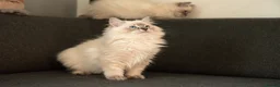 Ragdoll cats for sale: Beautiful GCCF Registered Ragdoll Kittens in Helensburgh - Advert 4