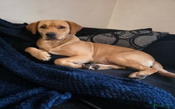 Labrador Retriever dogs for sale: Mr Neil Houston - Image 11