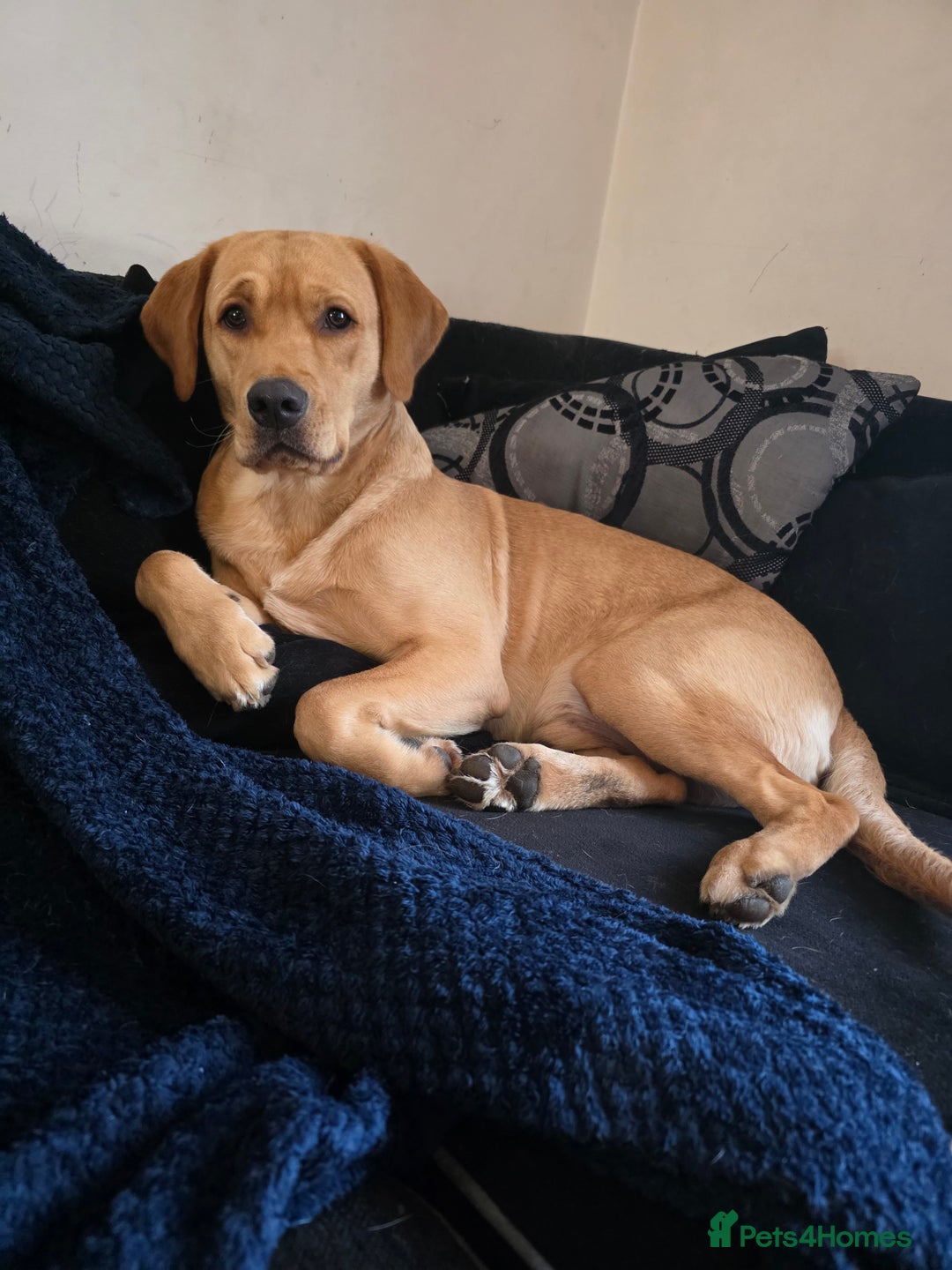 Labrador Retriever dogs for sale: Mr Neil Houston - Image 11