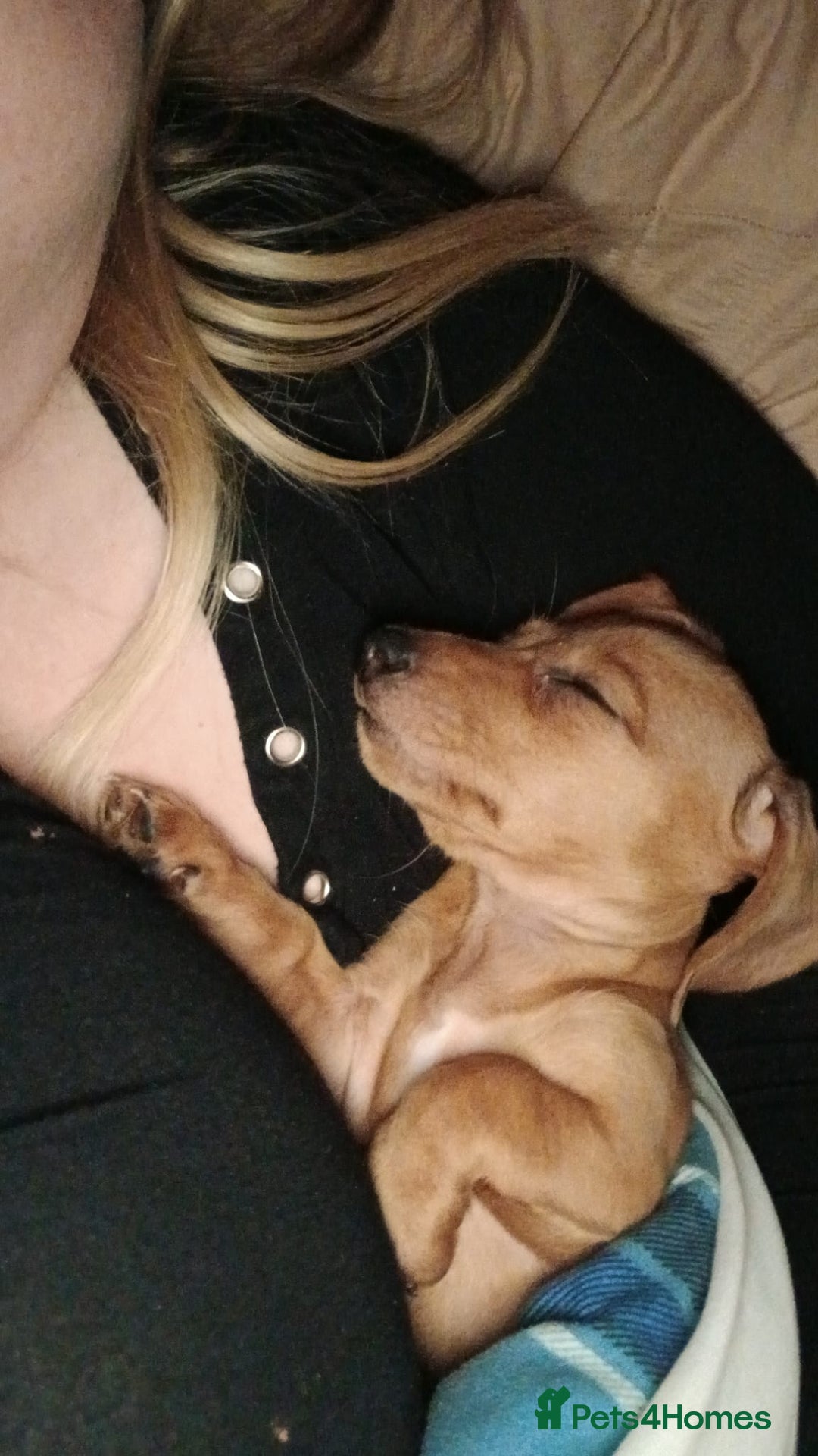 Miniature Dachshund dogs for sale: Millie  - Advert 9