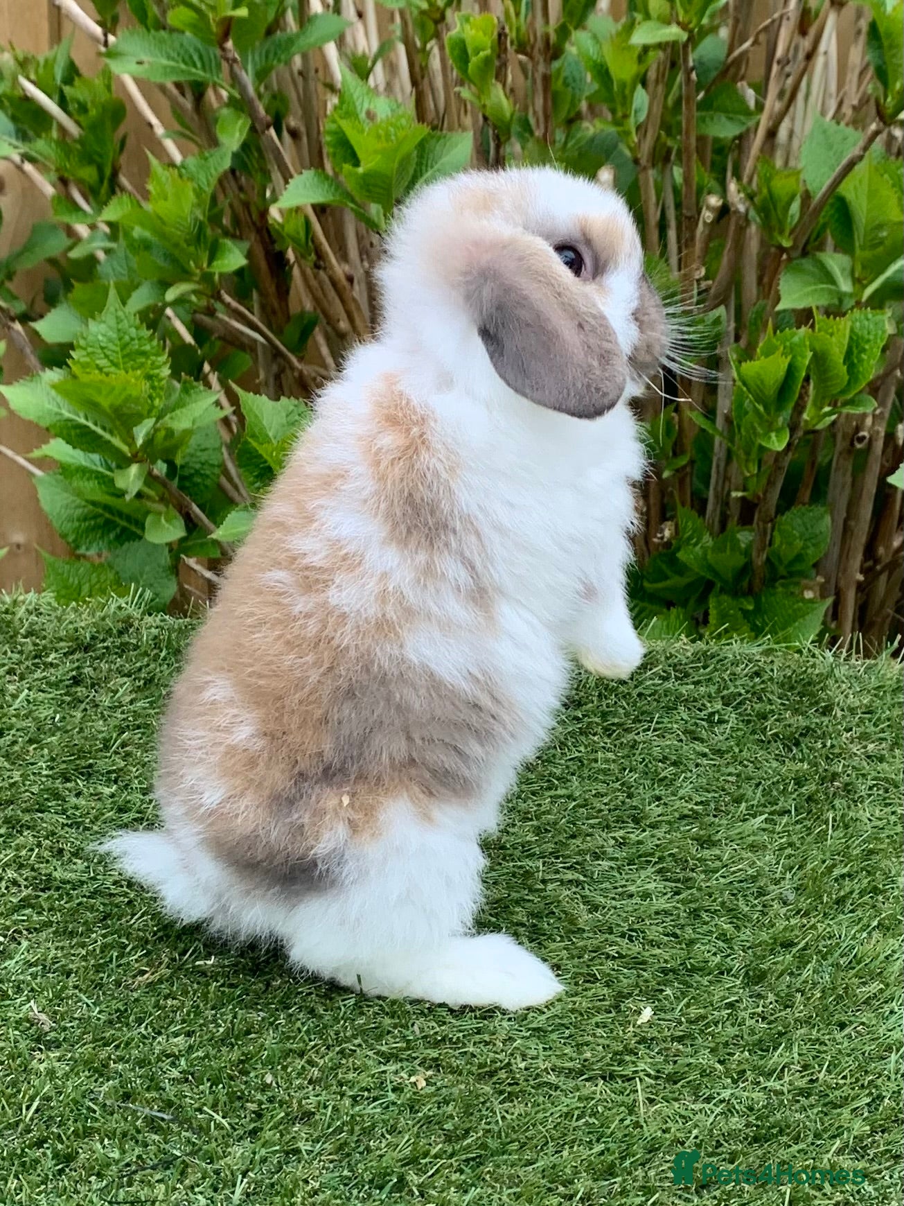 Mini Lop rabbits Pure bred mini lop baby Rabbit - Advert 2