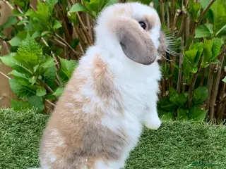 Mini Lop rabbits Pure bred mini lop baby Rabbit - Advert 2