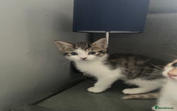 British Shorthair cats for sale: 3 beautiful kittens availble as of the 25th  - Advert 3