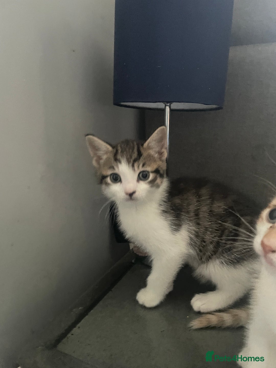 British Shorthair cats for sale: 3 beautiful kittens availble as of the 25th  - Advert 3